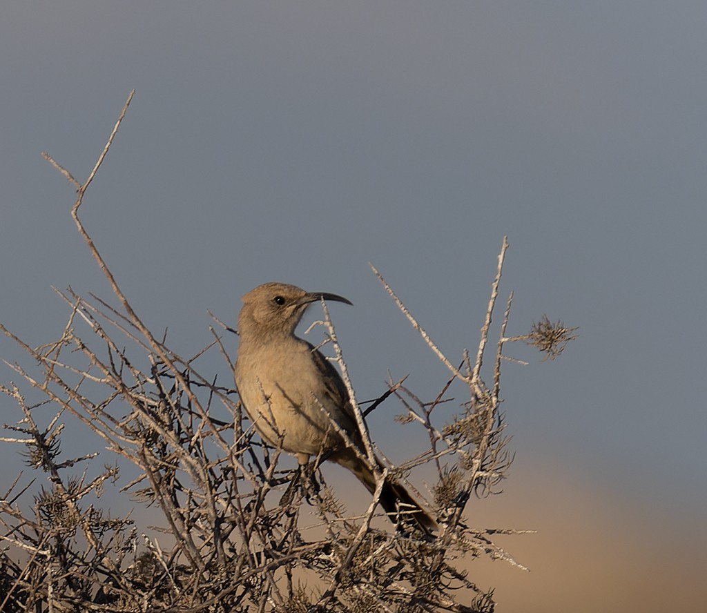 LeConte's Thrasher (Vizcaino) - ML531667981