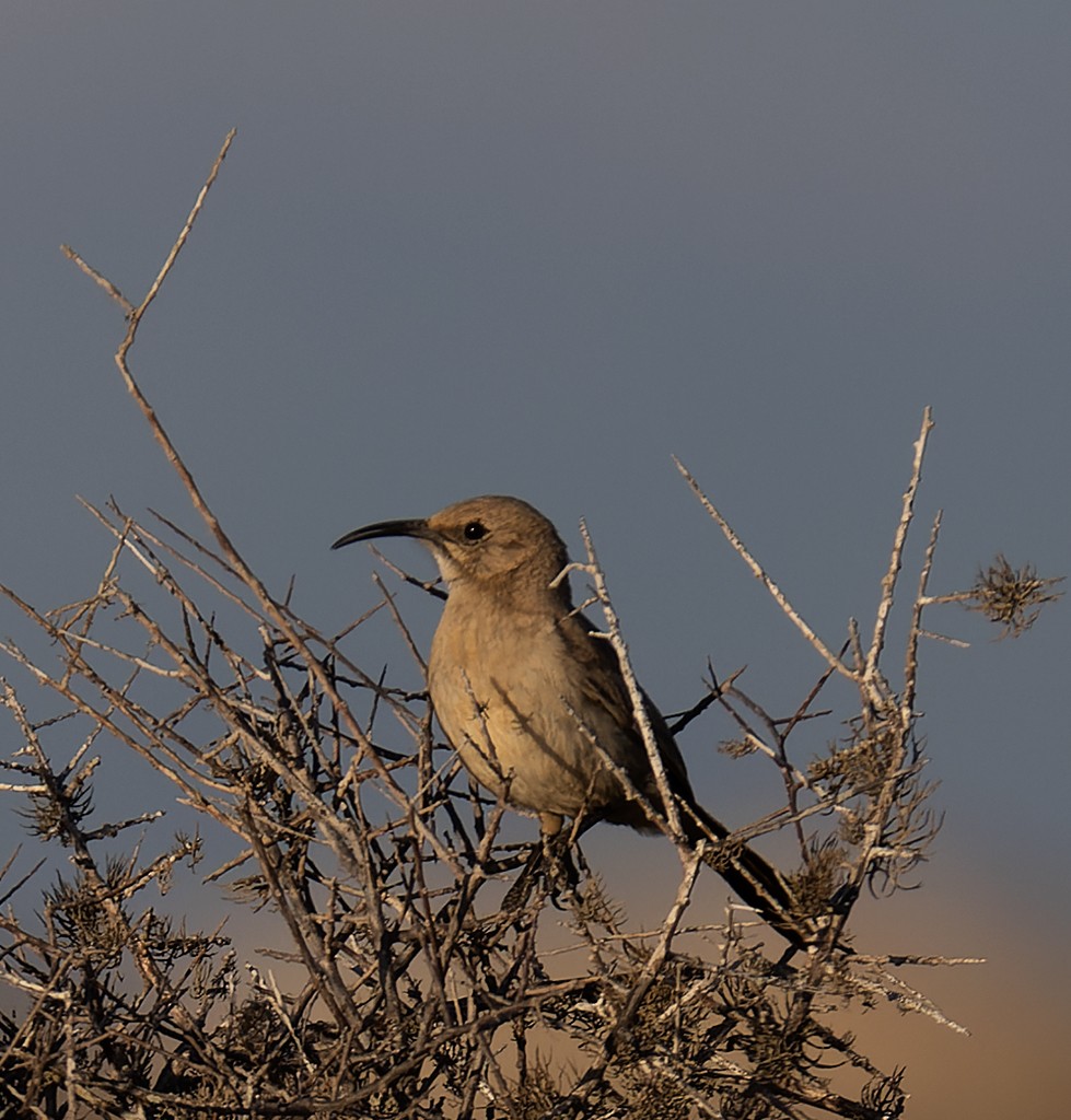 mohavespottefugl (arenicola) (vizcainospottefugl) - ML531668001