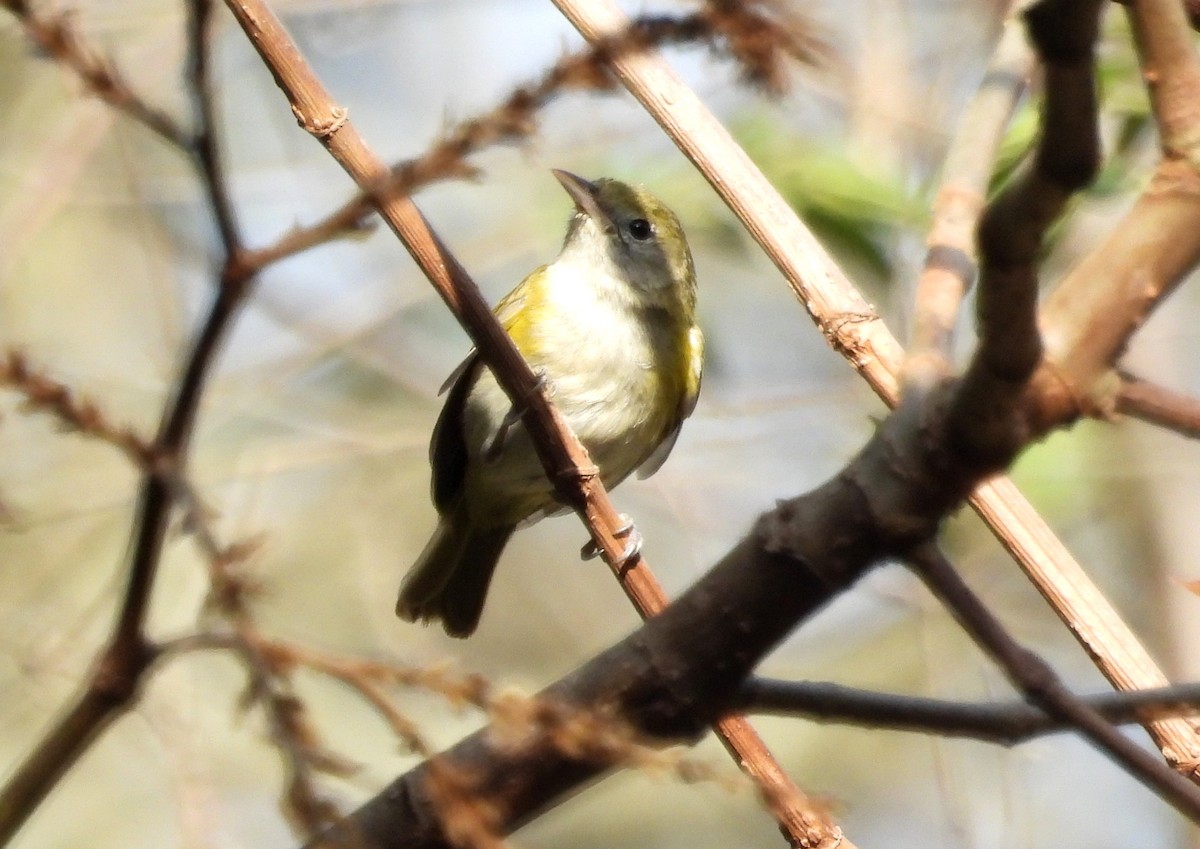 Lesser Greenlet - Fernando Angulo - CORBIDI