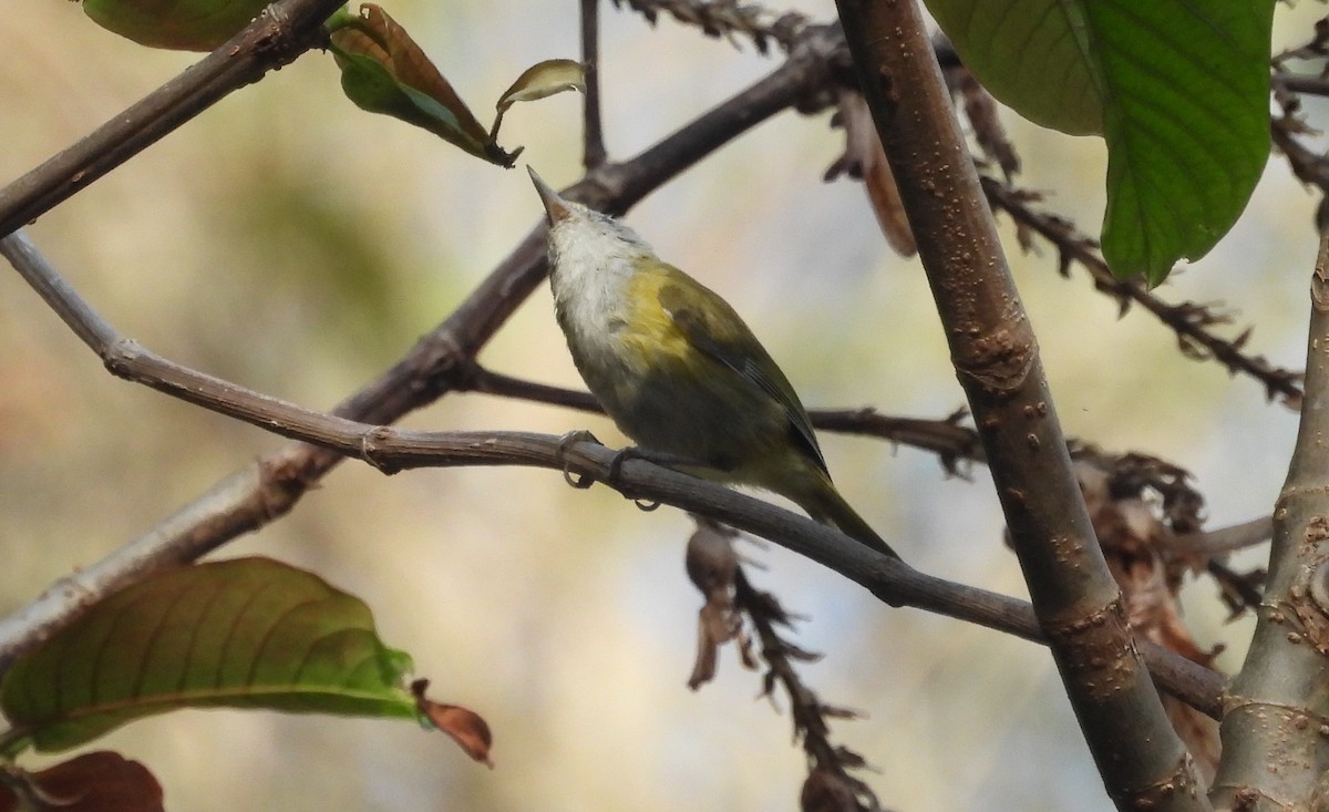 Lesser Greenlet - Fernando Angulo - CORBIDI