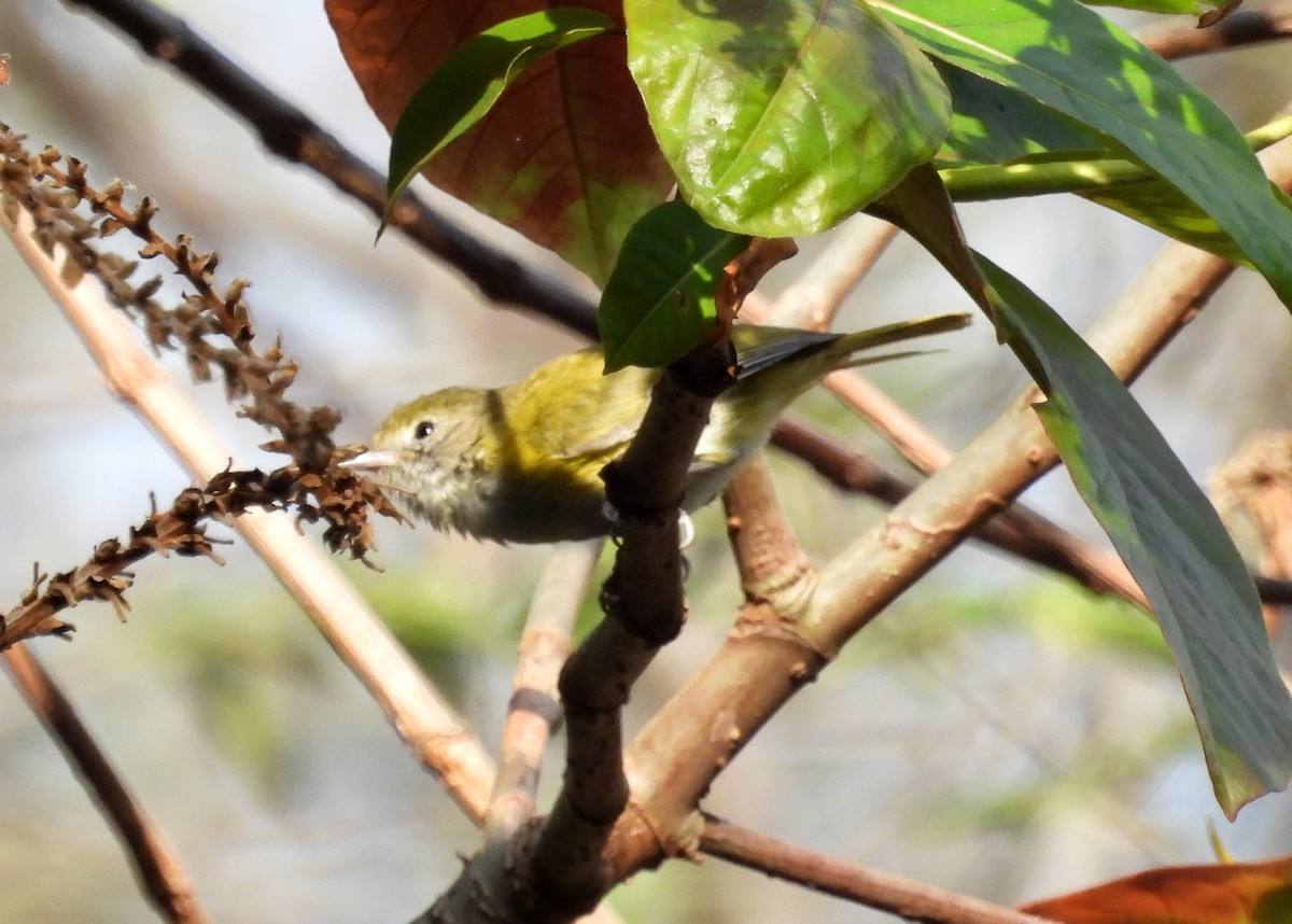 Lesser Greenlet - Fernando Angulo - CORBIDI