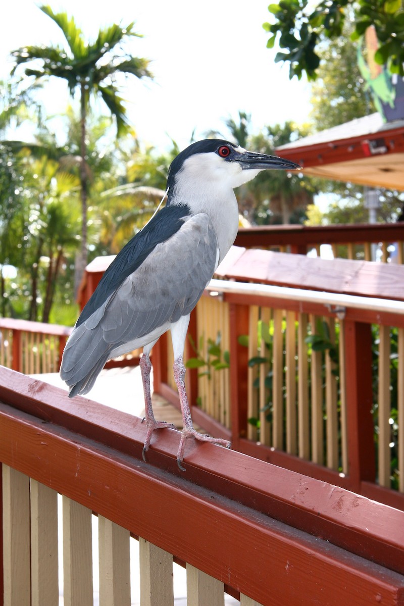 Black-crowned Night Heron (American) - Avery Chan