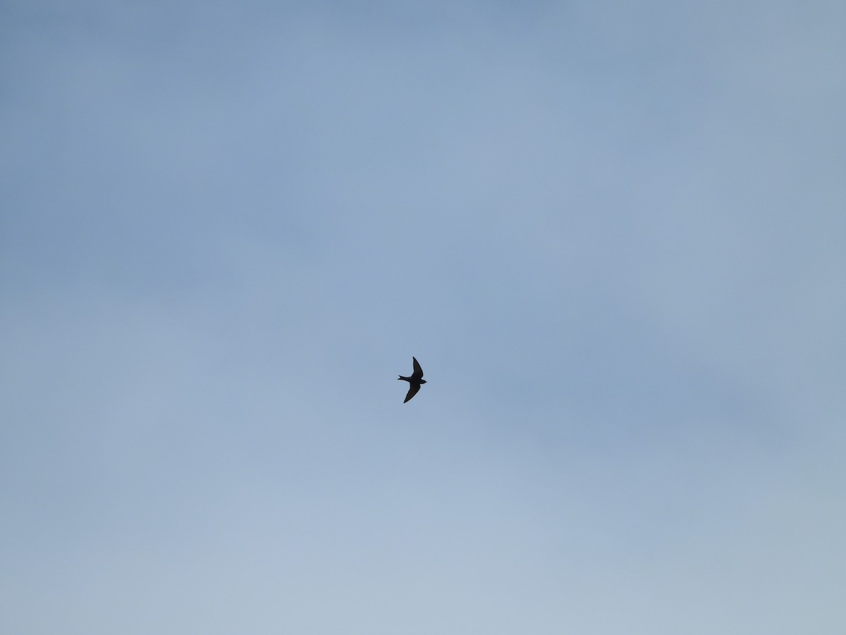 Golondrina Purpúrea - ML531668541