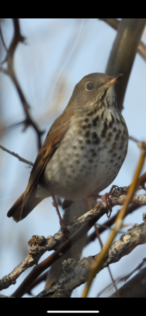 Hermit Thrush - ML531668751