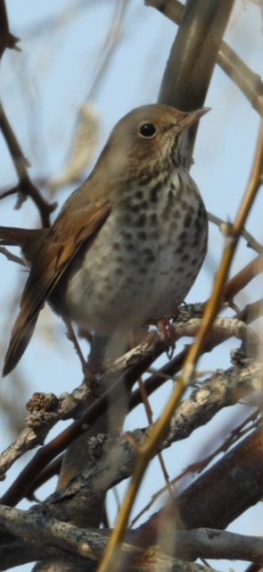 Hermit Thrush - ML531668811