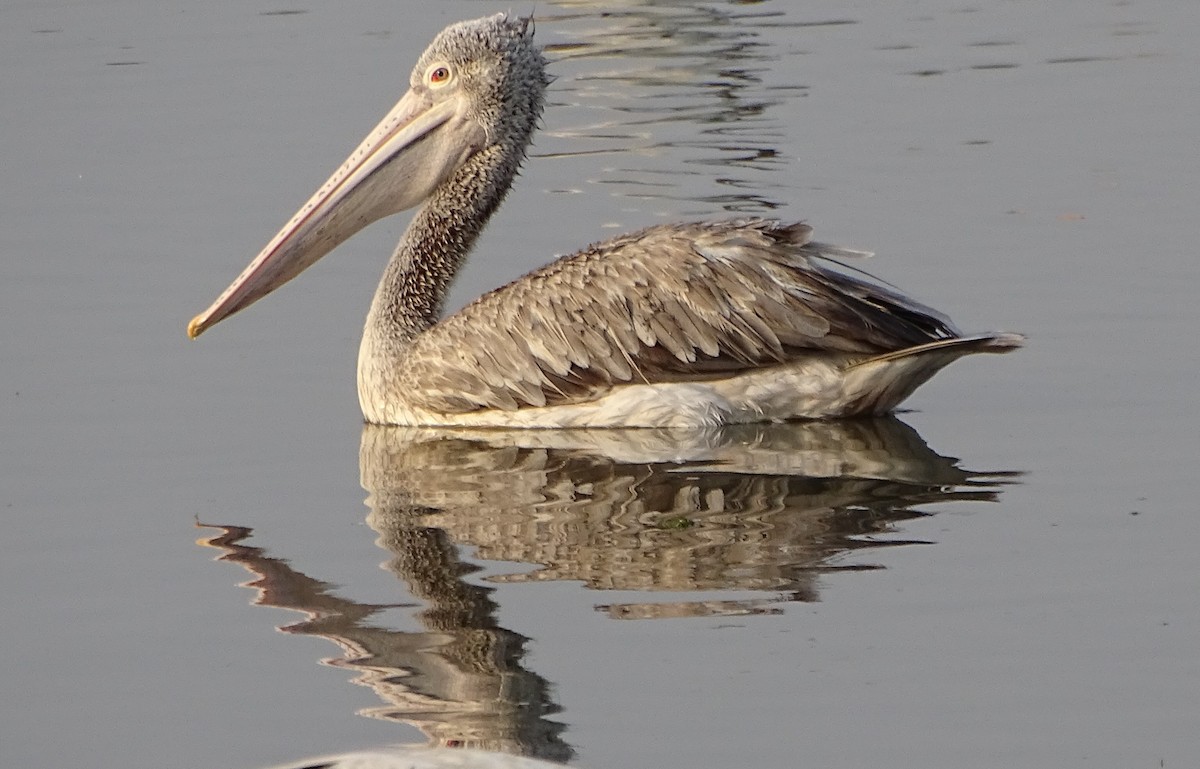 Spot-billed Pelican - ML53166911