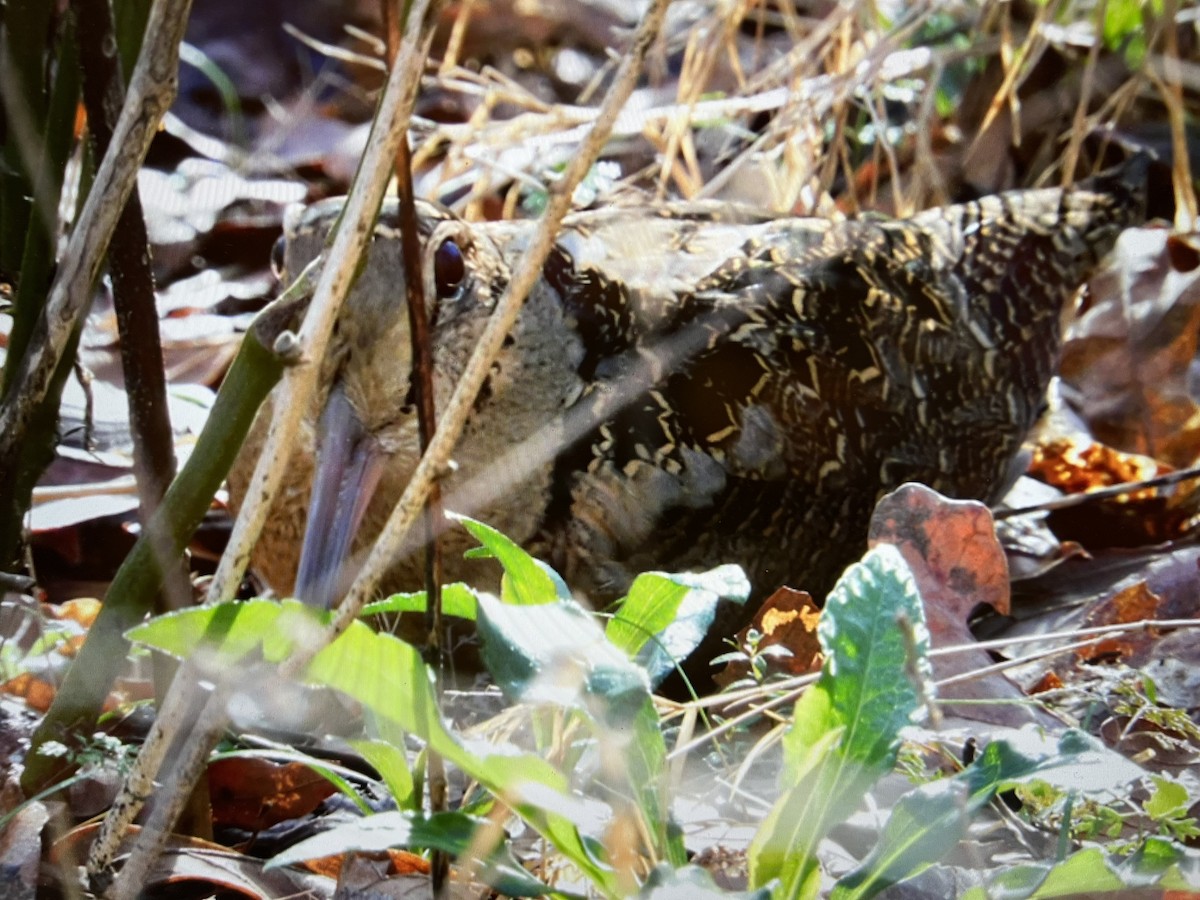 American Woodcock - ML531669521