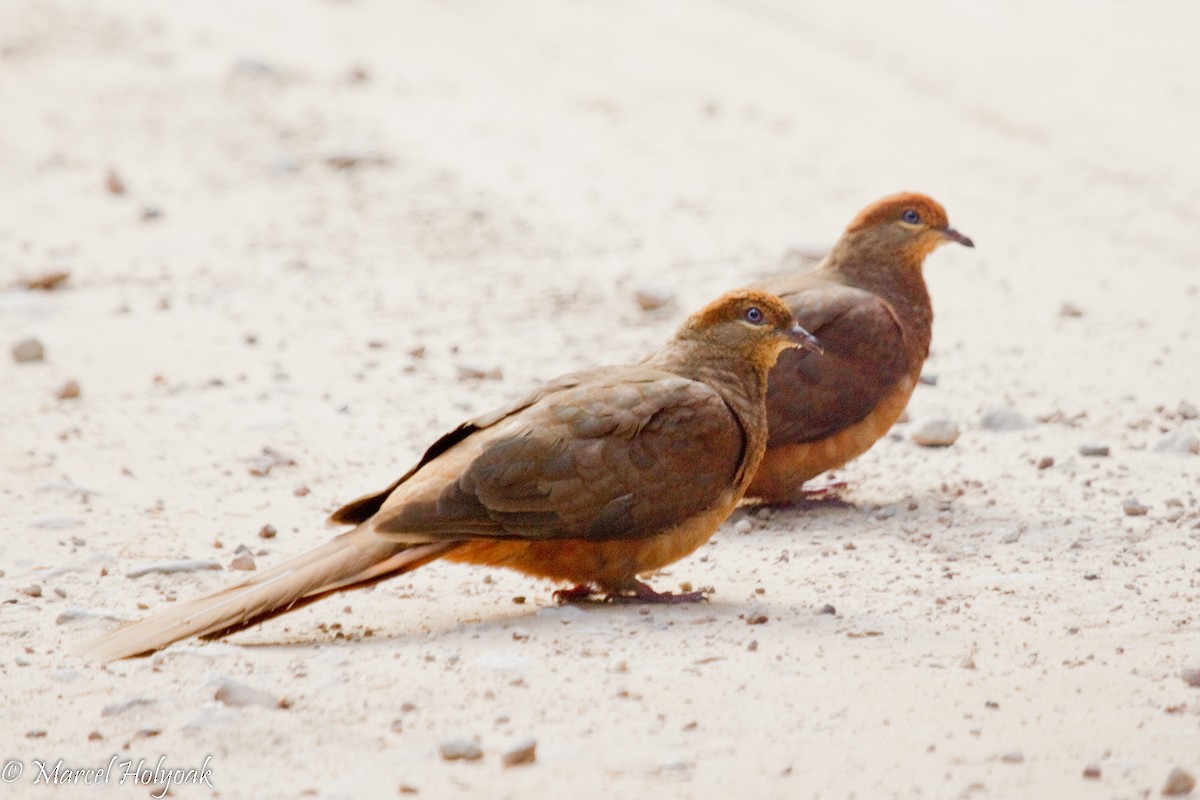 Brown Cuckoo-Dove - ML531670461