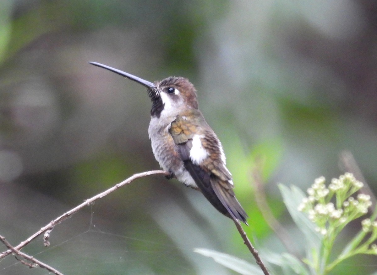 Long-billed Starthroat - ML531671461