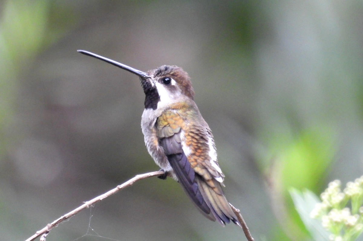 Long-billed Starthroat - ML531671481