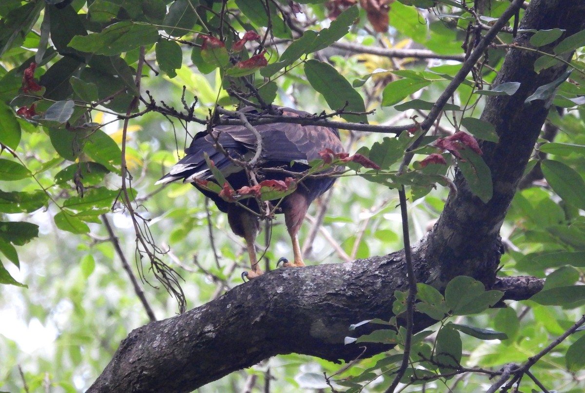 Harris's Hawk - ML531671501