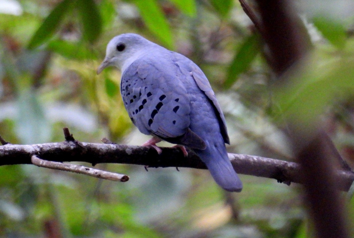 Blue Ground Dove - ML531671601