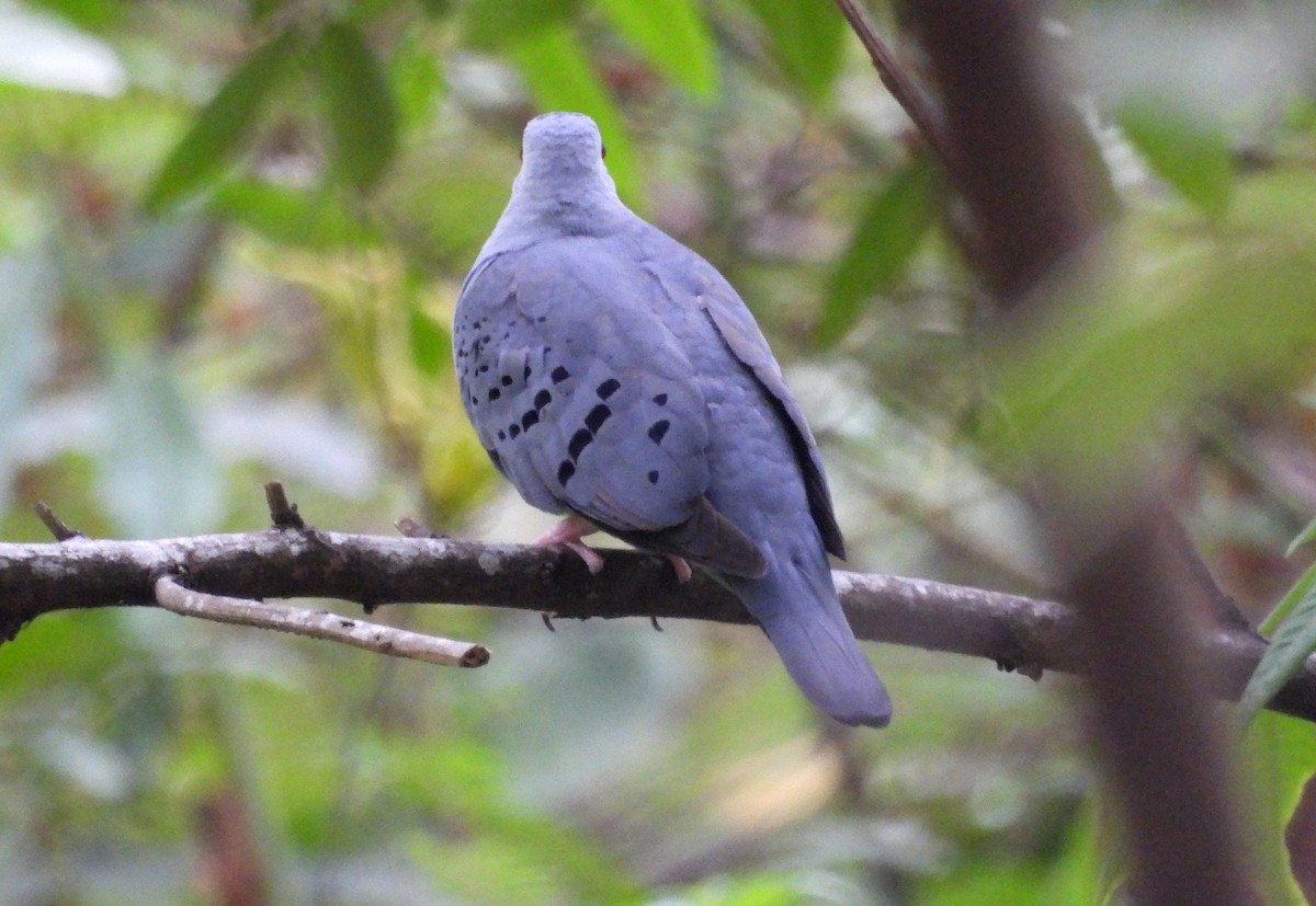 Blue Ground Dove - ML531671611