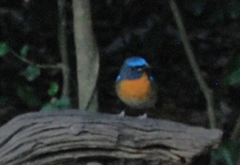 Blue-throated/Chinese Blue Flycatcher - ML53167191