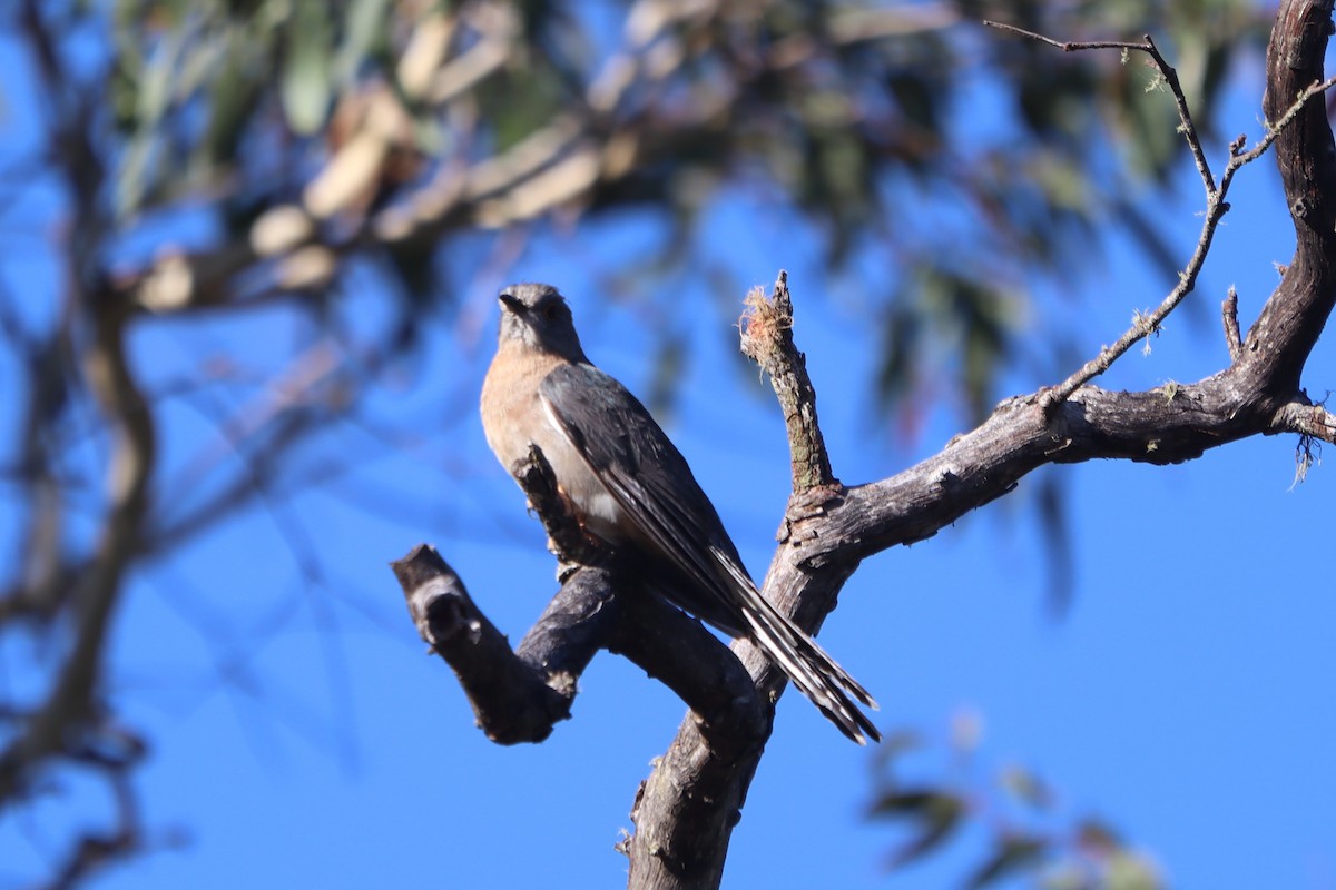 Fan-tailed Cuckoo - ML531672371
