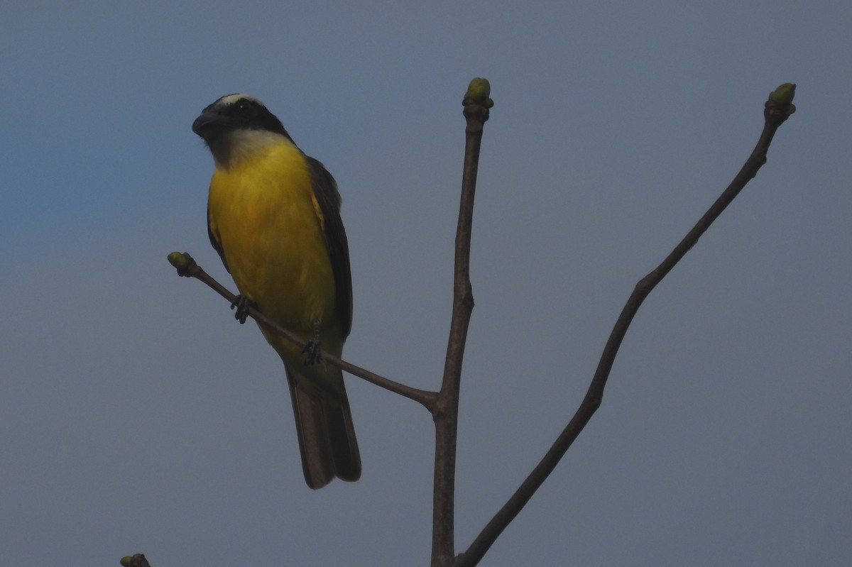 Boat-billed Flycatcher - ML531672391