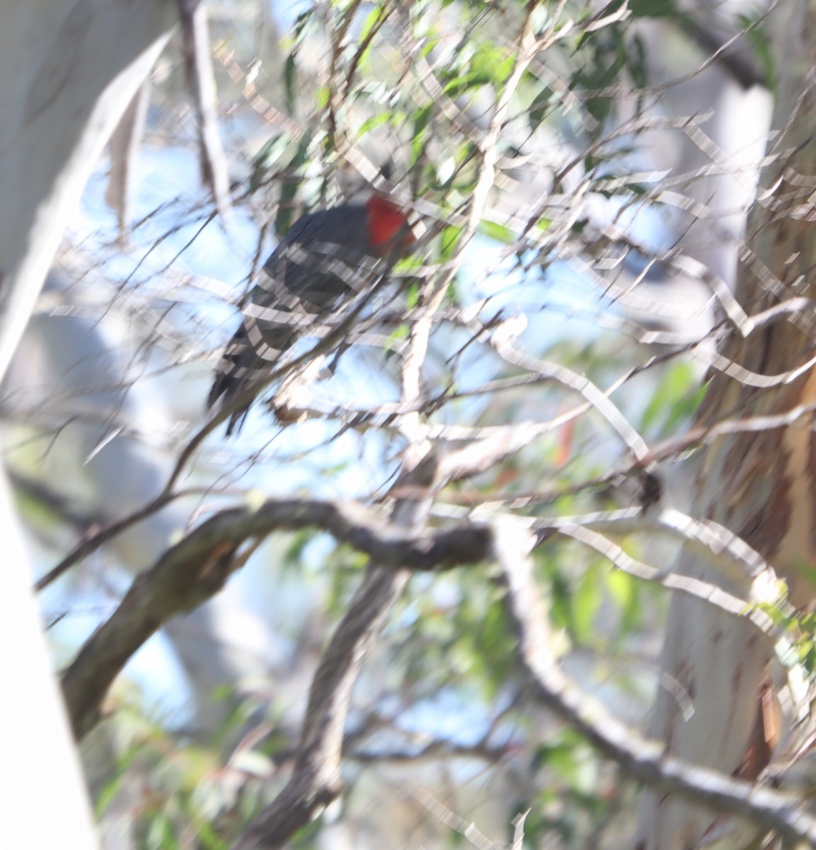 Gang-gang Cockatoo - ML531672511