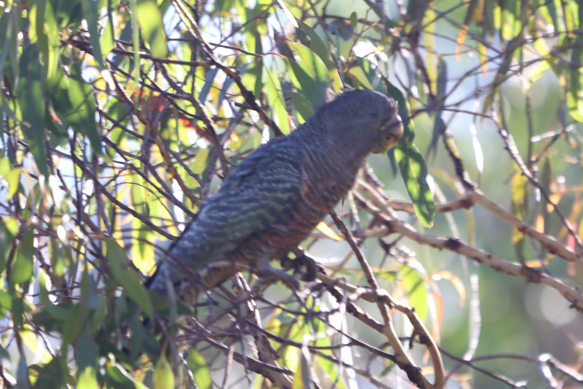Gang-gang Cockatoo - ML531672661