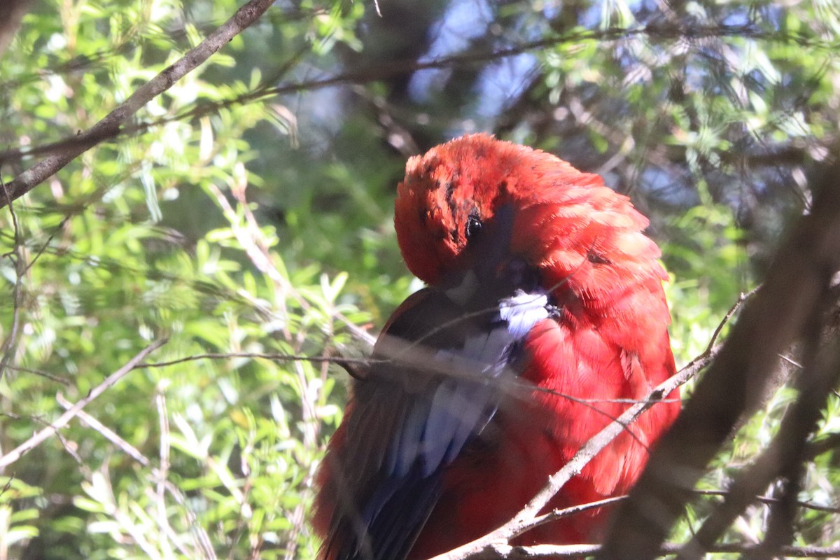 Crimson Rosella - ML531672711