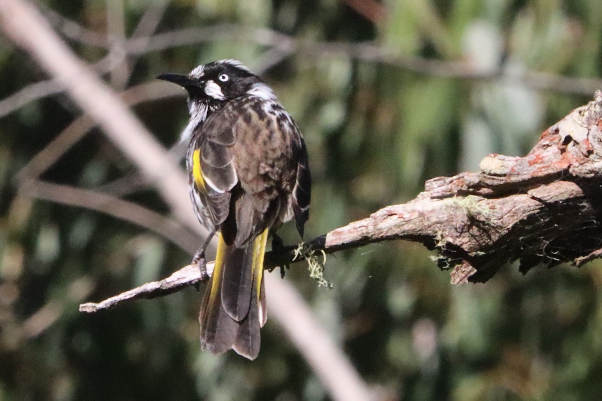 New Holland Honeyeater - ML531672781