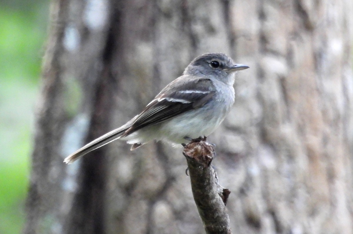 Gray-breasted Flycatcher - ML531672871