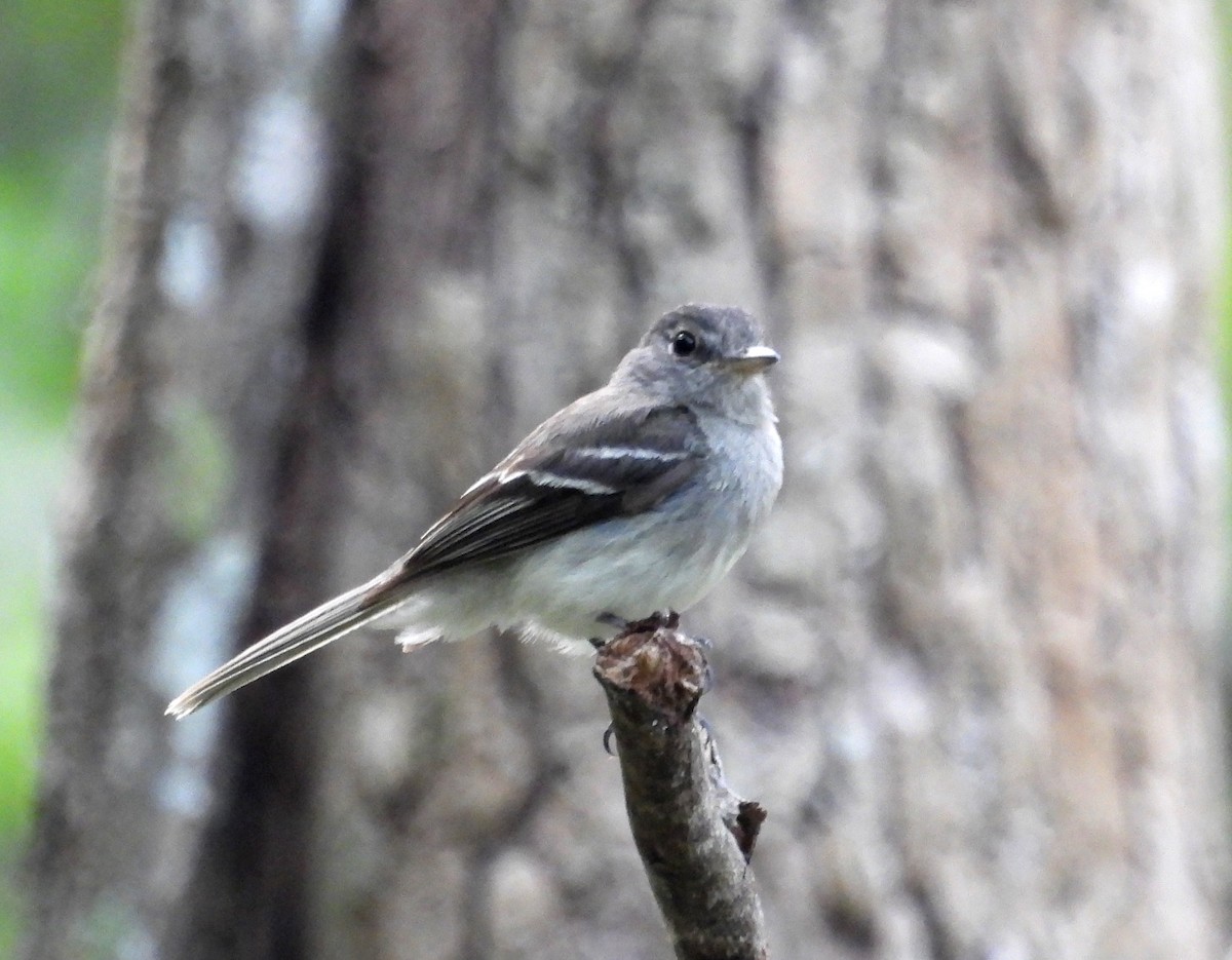 Gray-breasted Flycatcher - ML531672881