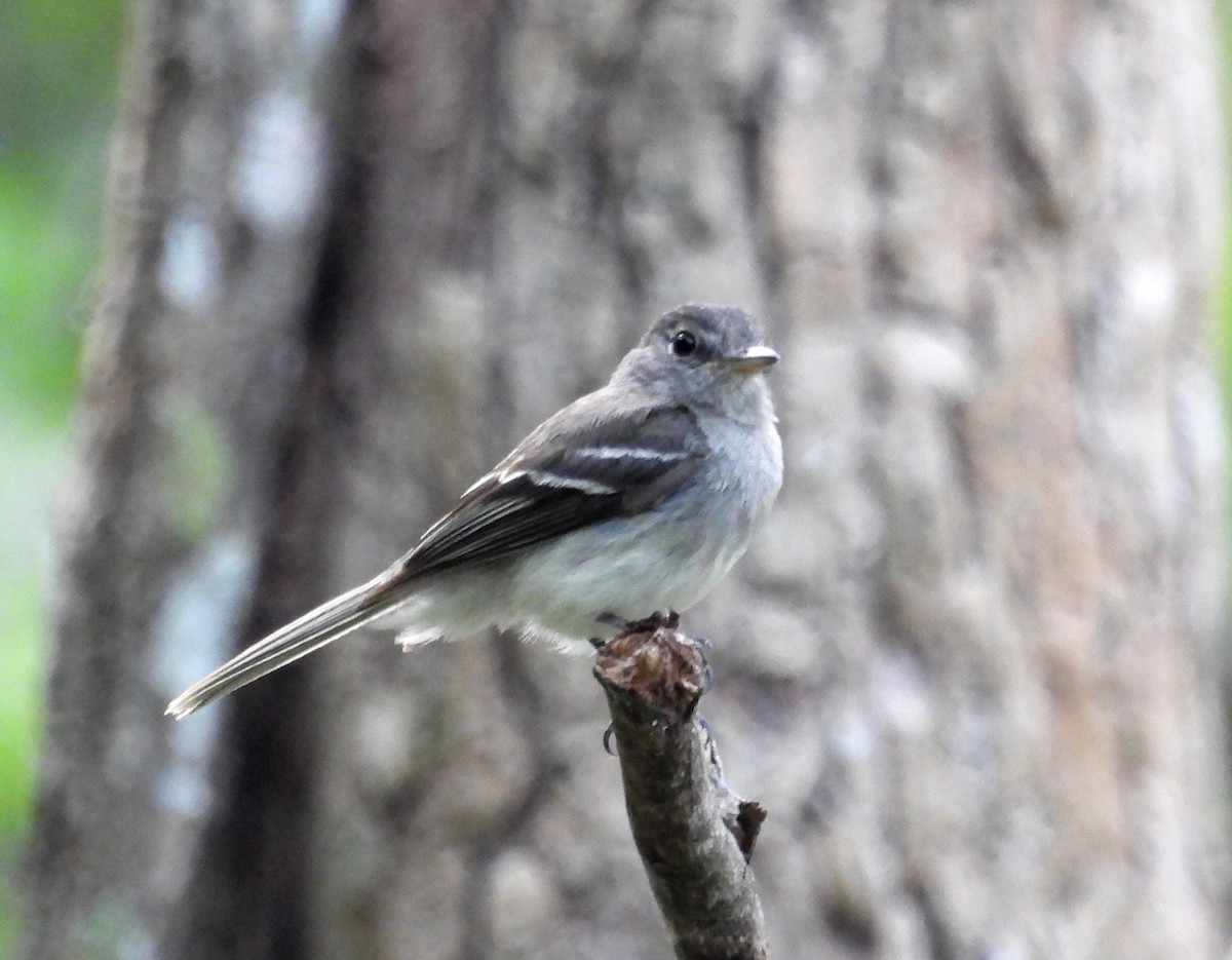 Gray-breasted Flycatcher - Fernando Angulo - CORBIDI