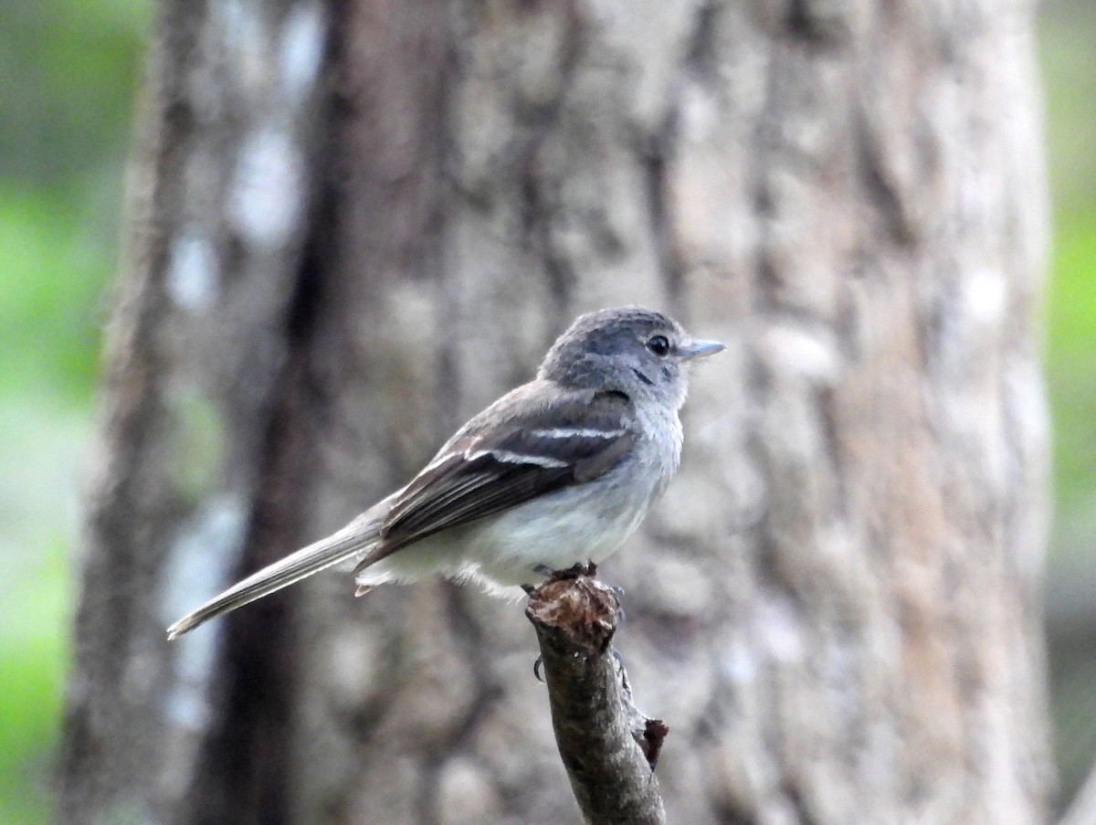 Gray-breasted Flycatcher - Fernando Angulo - CORBIDI