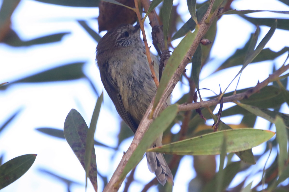 Striated Thornbill - ML531672911