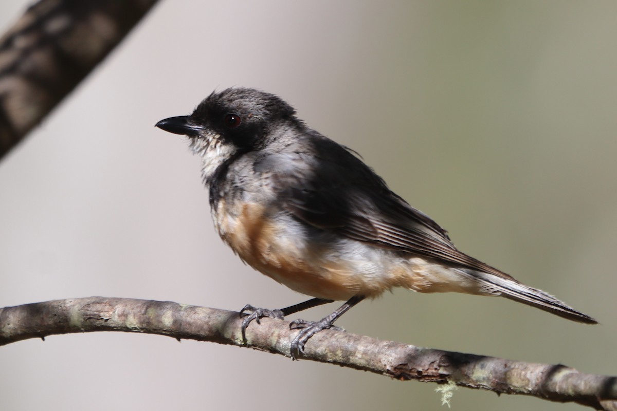 Rufous Whistler - ML531673241