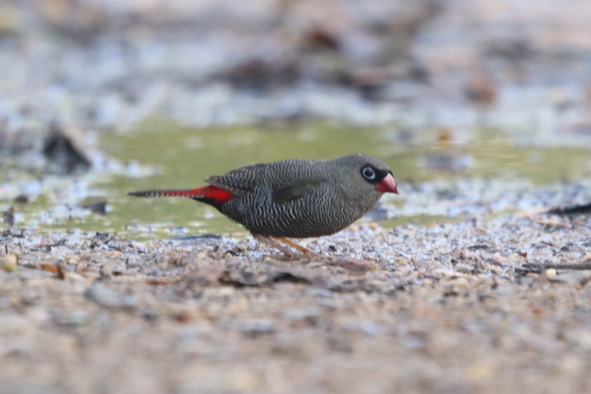 Beautiful Firetail - ML531673301