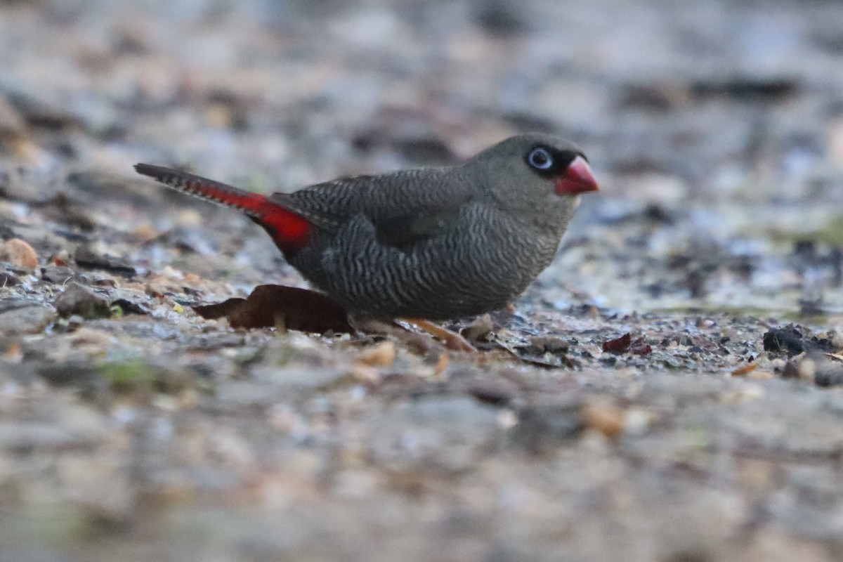 Beautiful Firetail - ML531673401