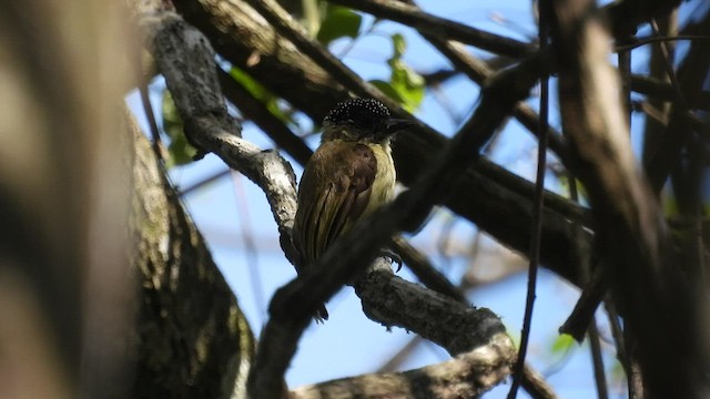Olivaceous Piculet - ML531675401