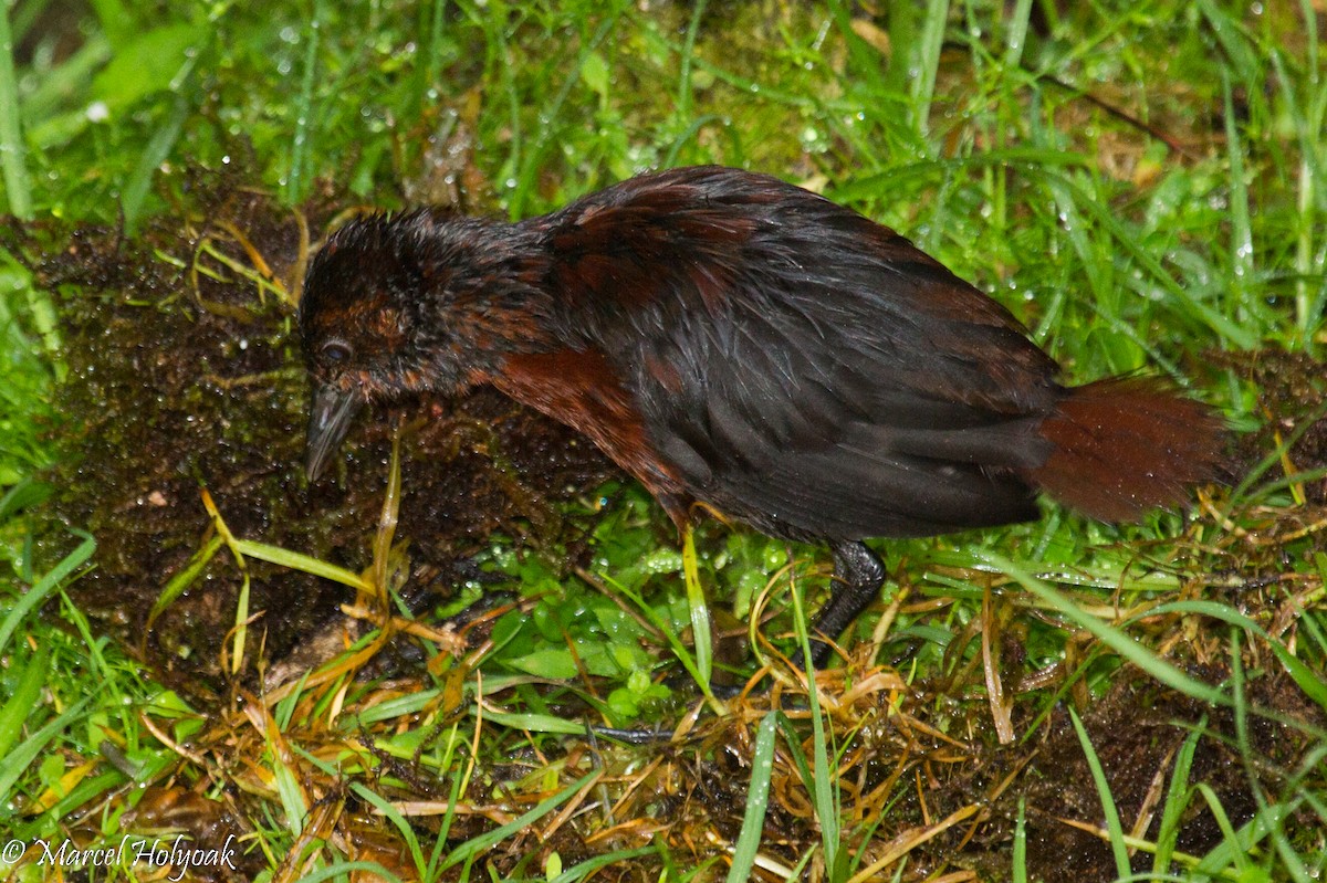 Chestnut Forest Rail - ML531675481