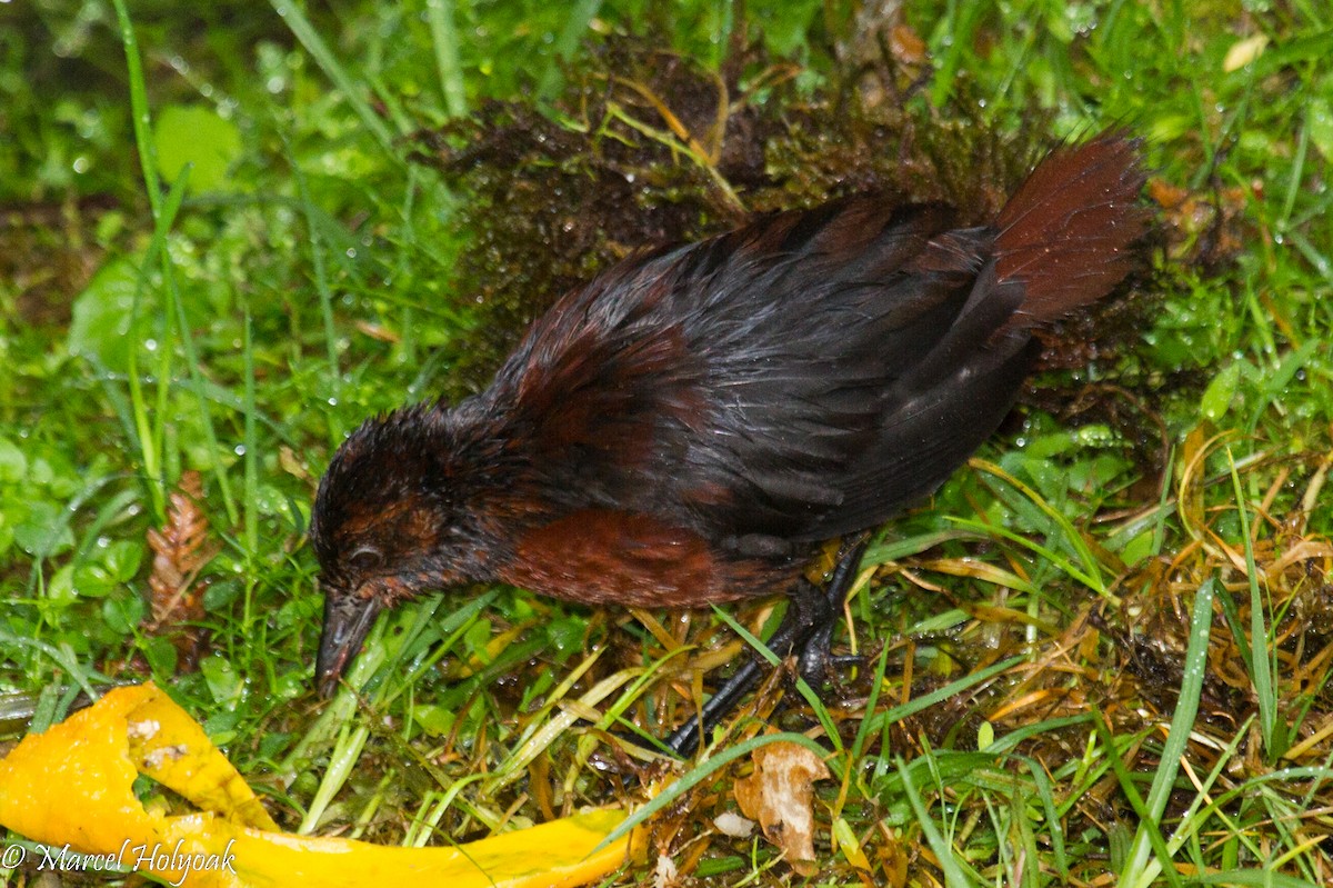 Chestnut Forest Rail - ML531675491