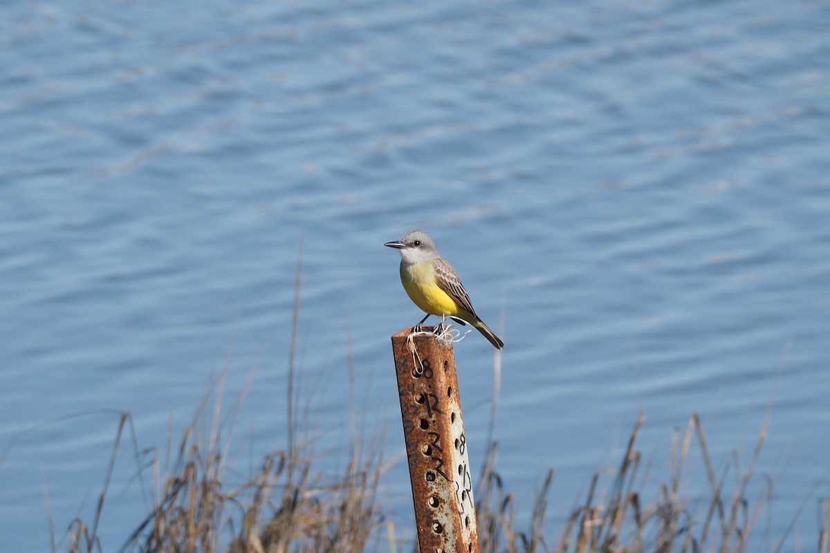 Tropical Kingbird - ML531676131