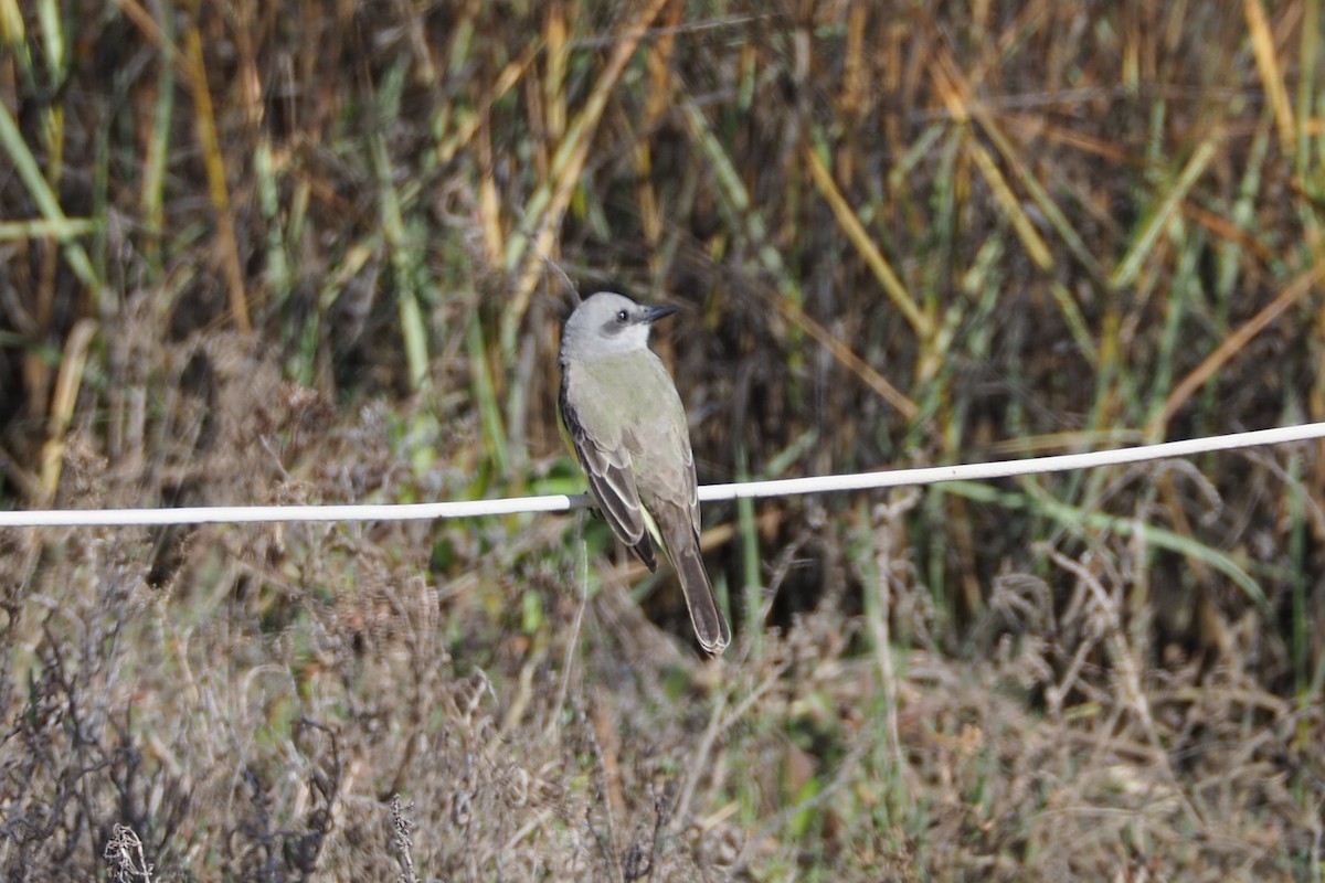 Tropical Kingbird - ML531676141