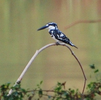 Pied Kingfisher - ML53167731