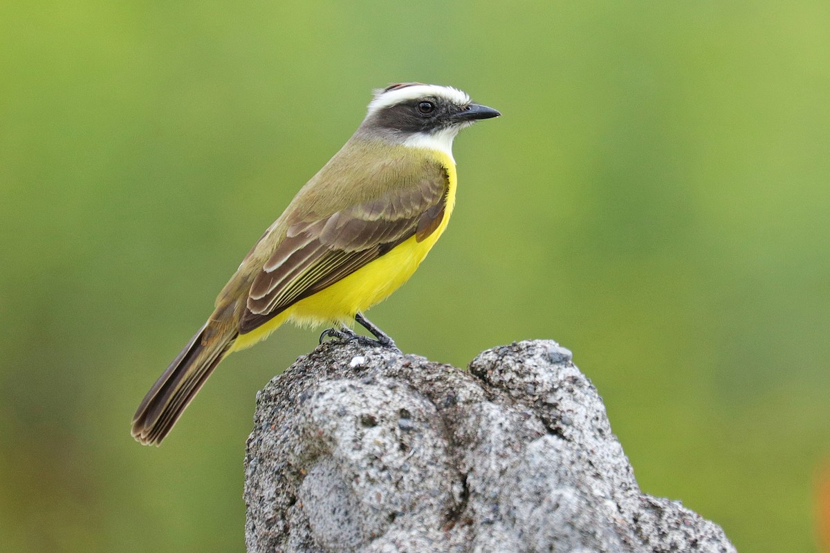 Social Flycatcher - Nathan Wall