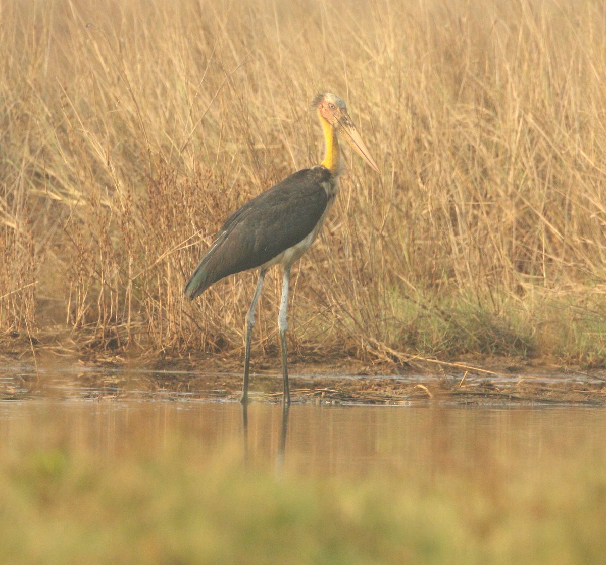 Lesser Adjutant - ML531678291