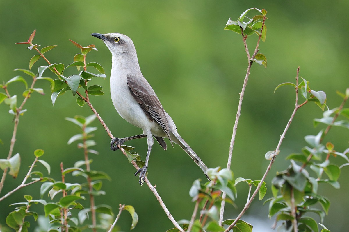 Tropical Mockingbird - ML531678501