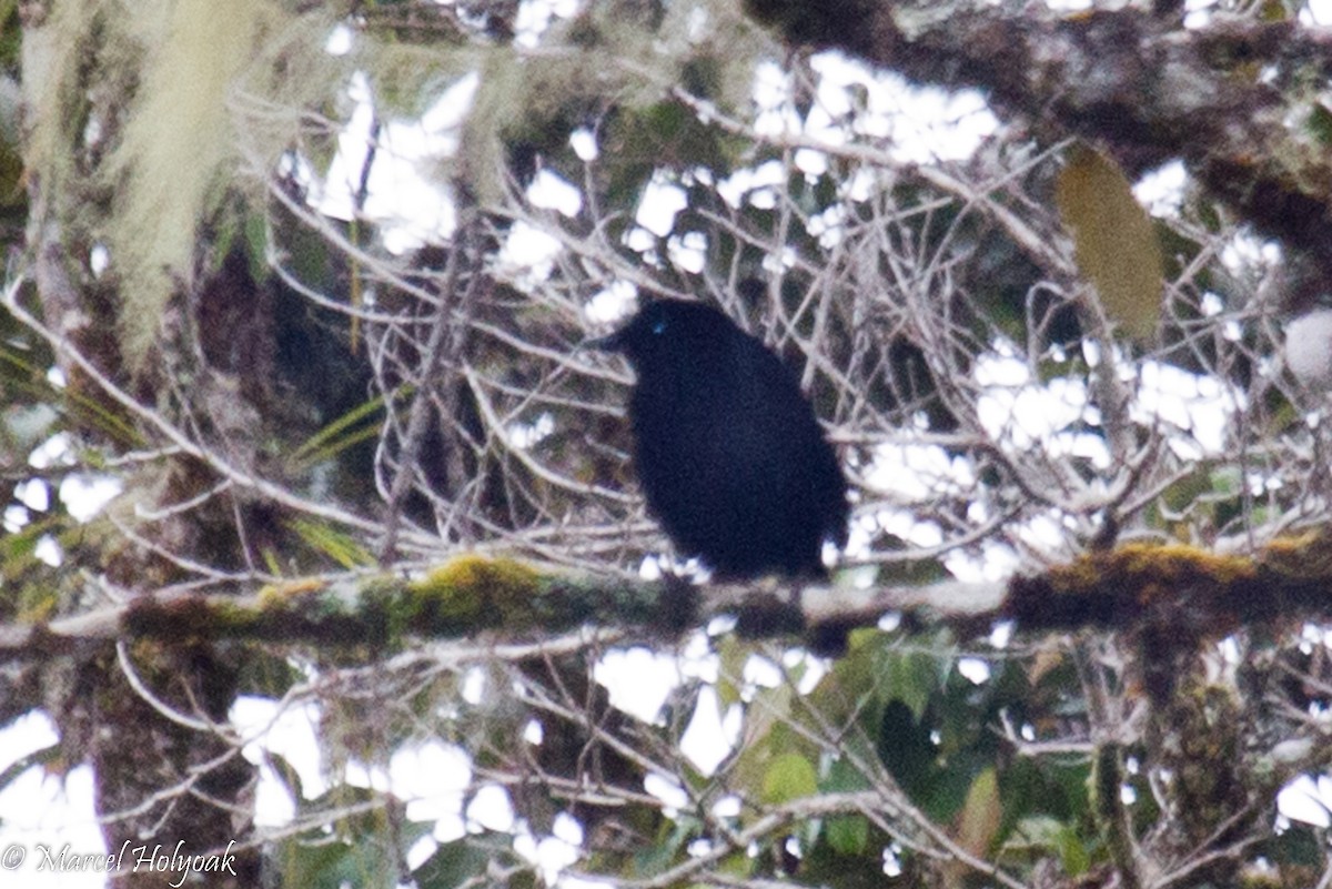 Lawes's Parotia - ML531678631