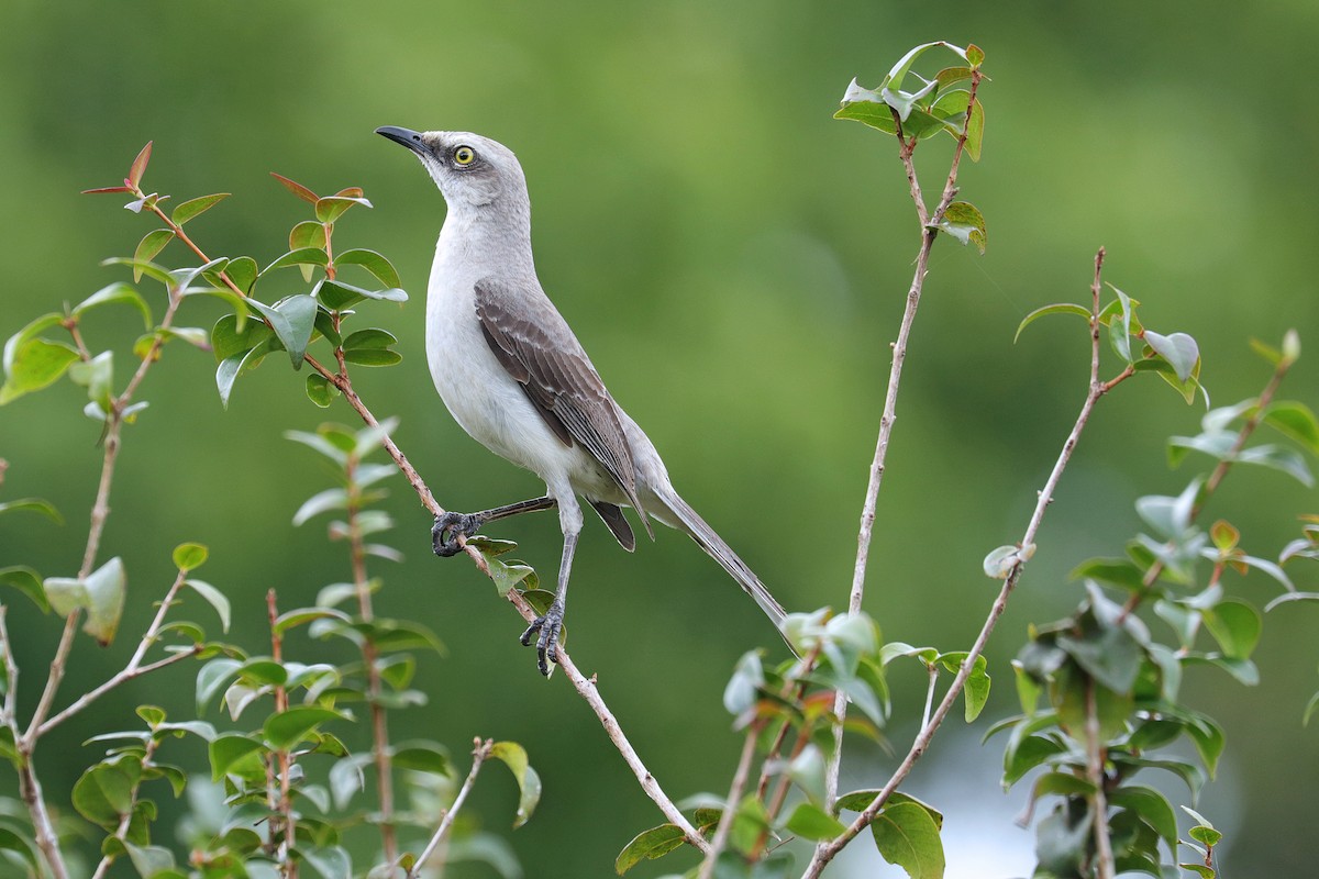 Tropical Mockingbird - ML531678671