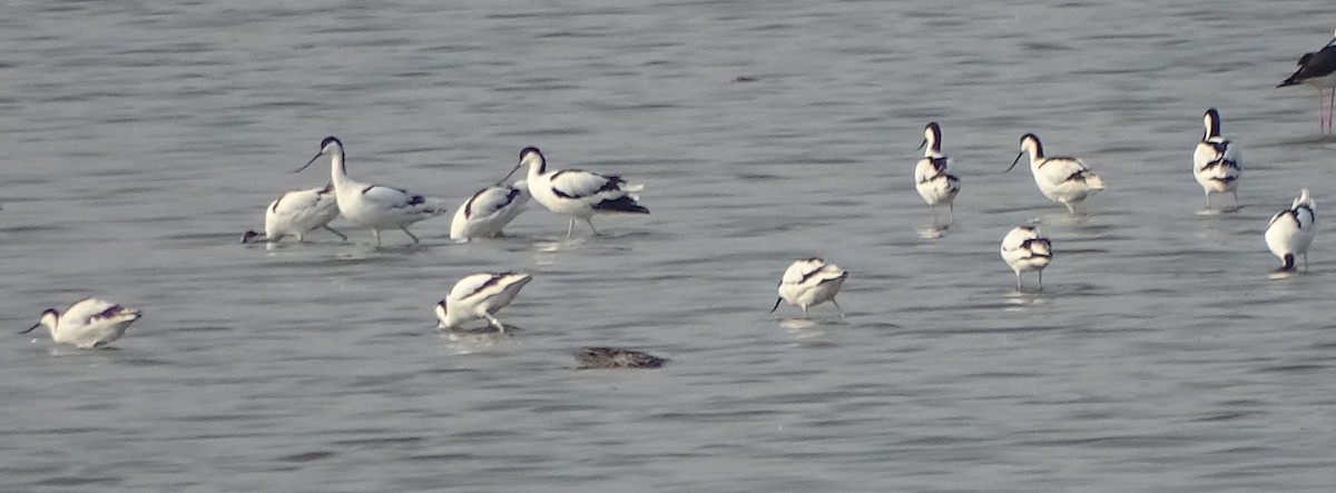 Avocette élégante - ML53167901