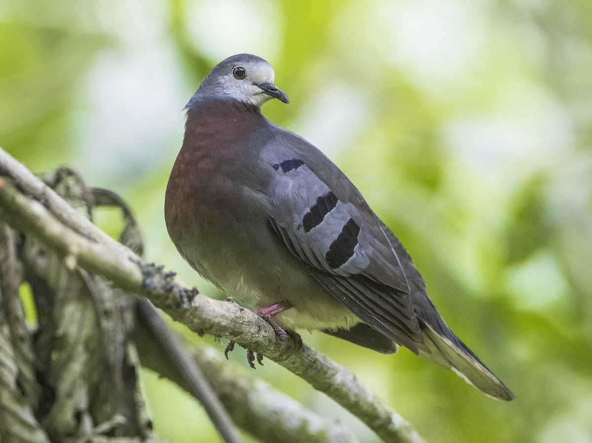 Maroon-chested Ground Dove - Dušan Brinkhuizen