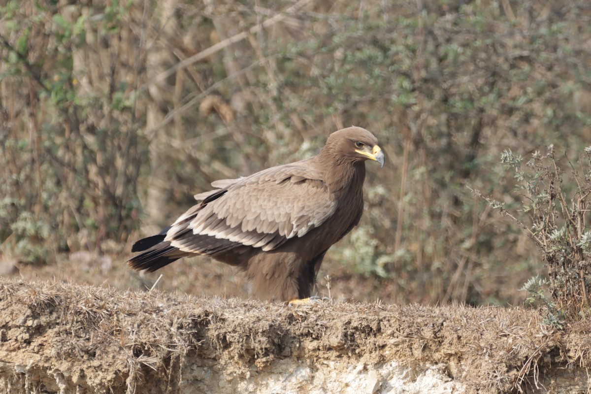 Steppe Eagle - ML531680161