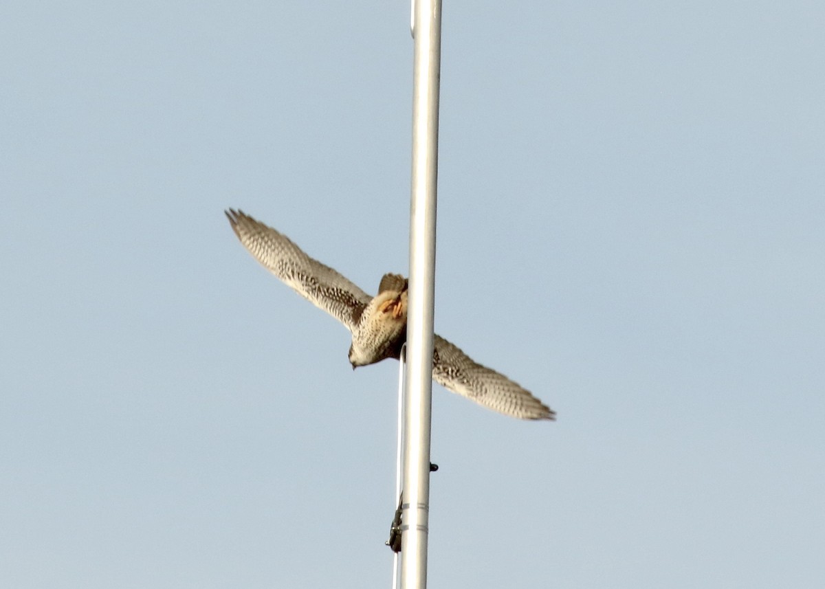 Prairie Falcon - Katrina Moilanen