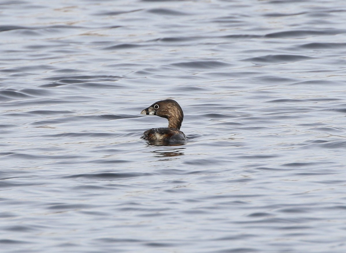 Pied-billed Grebe - Kevin Thomas