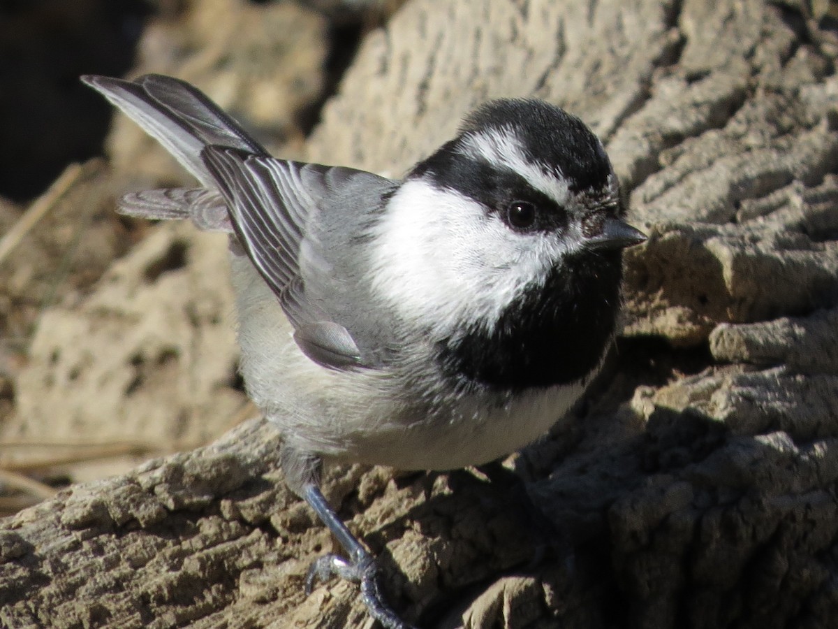 Mountain Chickadee - Ben Frueh