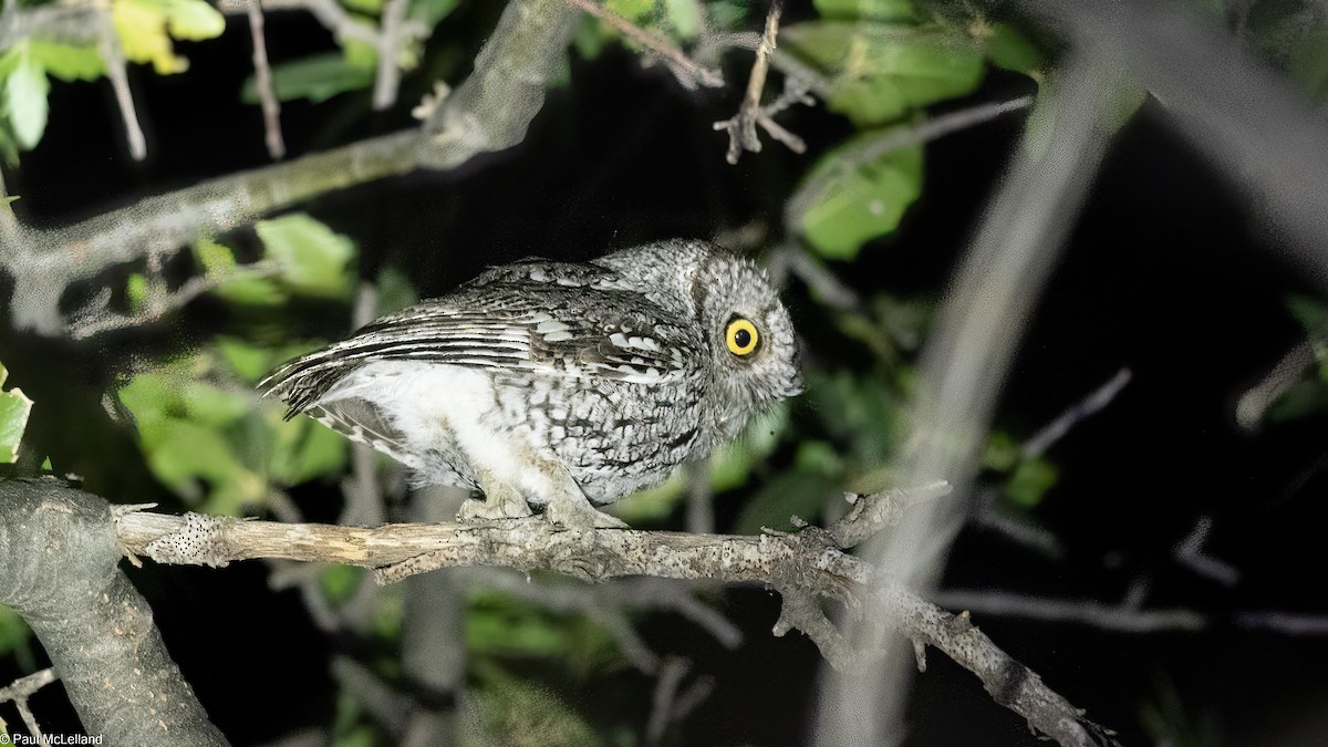 Whiskered Screech-Owl - ML531683731